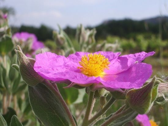 FLEURS MAUVES CISTE
