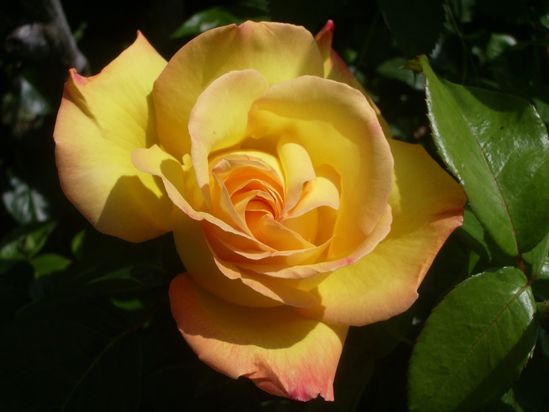 IMGP9425