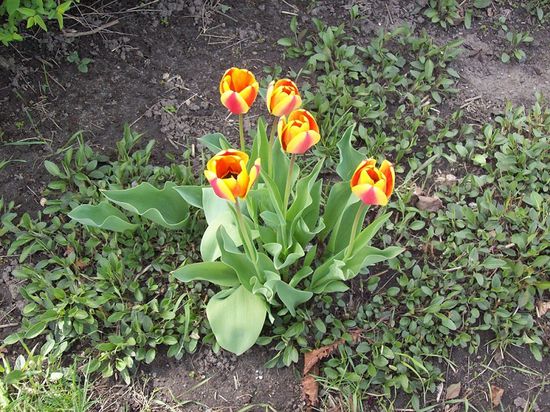 tulipes 3 300412