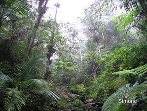 1-290px-Rain Forest of El Yunque, Puerto Rico