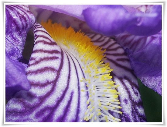 IRIS VIOLET MACRO 2