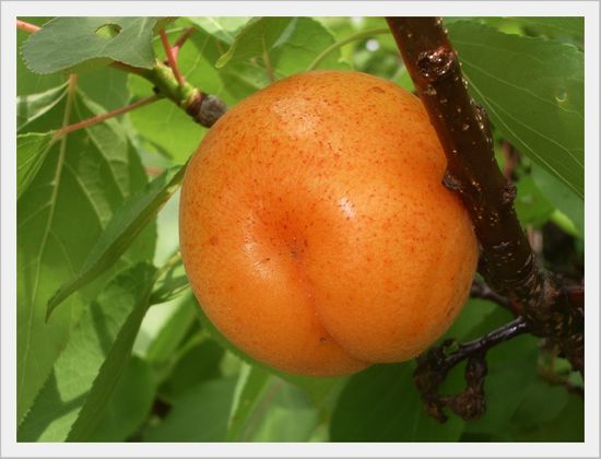 ABRICOTS PROVENCE