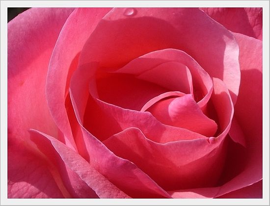 ROSE ROSE