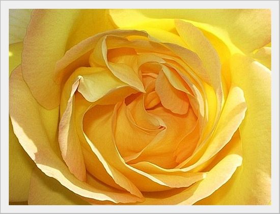 ROSE JAUNE