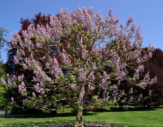 paulownia.jpg