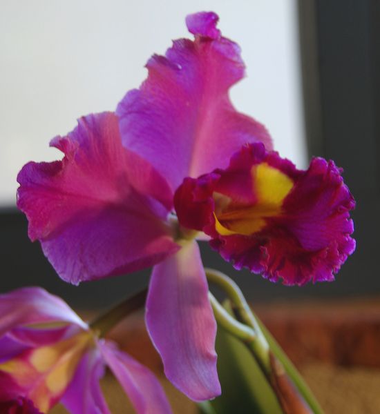 Orchidees-20.jpg