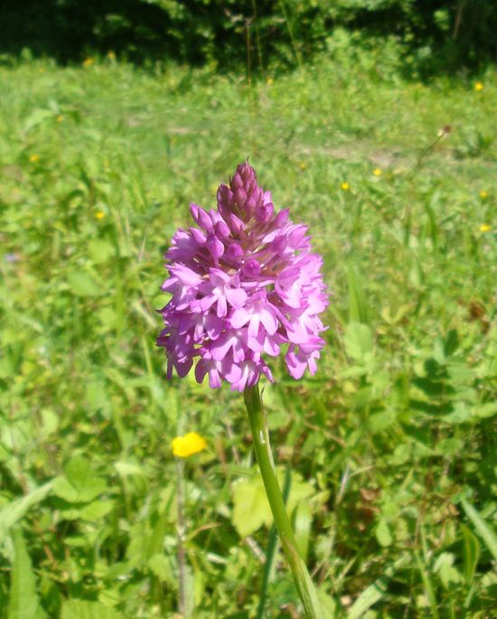 Orchis_pyramidal.JPG