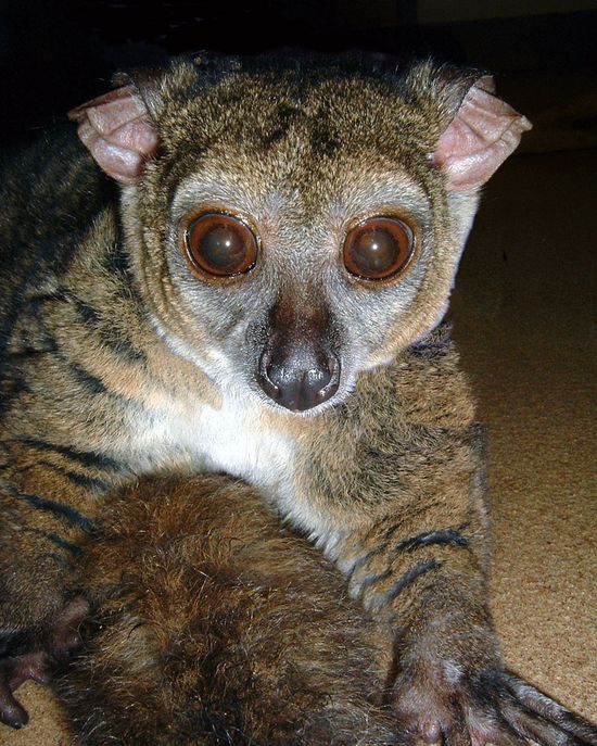 galago à queue touffue