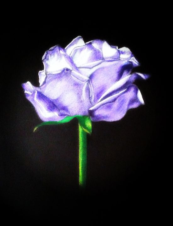 Light purple rose