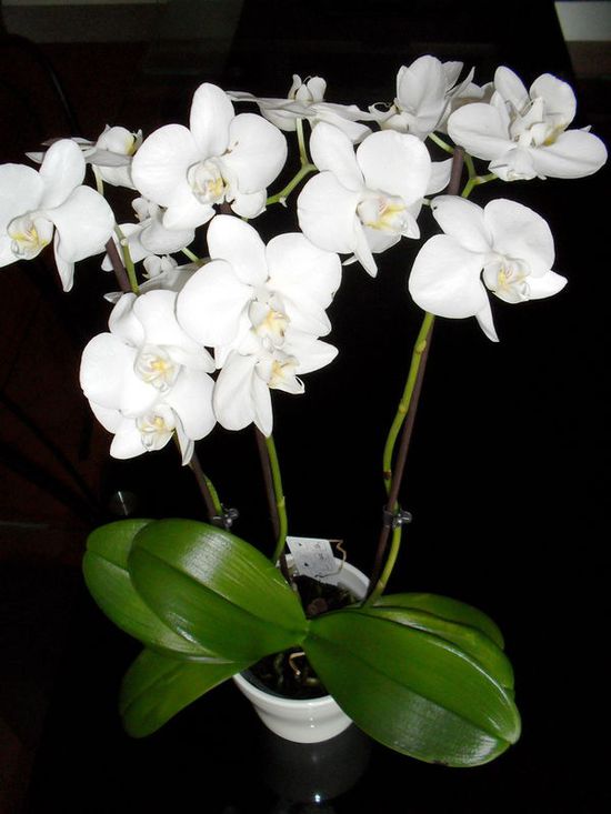 orchidee-blanche.jpg