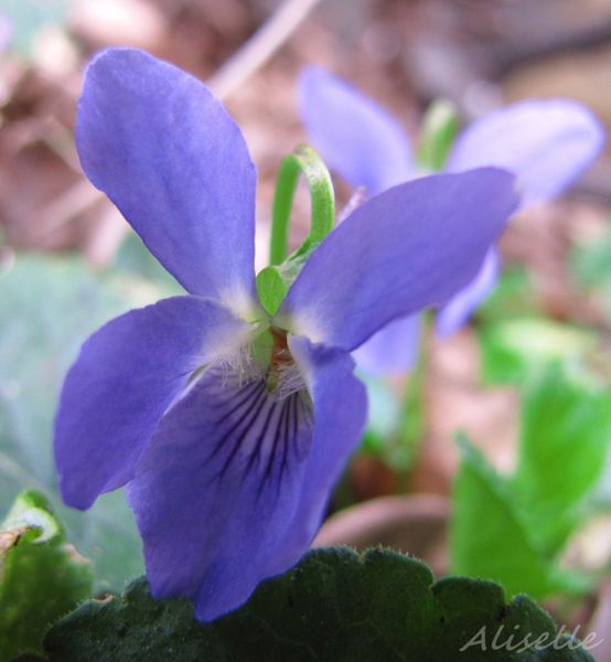 Violettte--03-2010-e.jpg