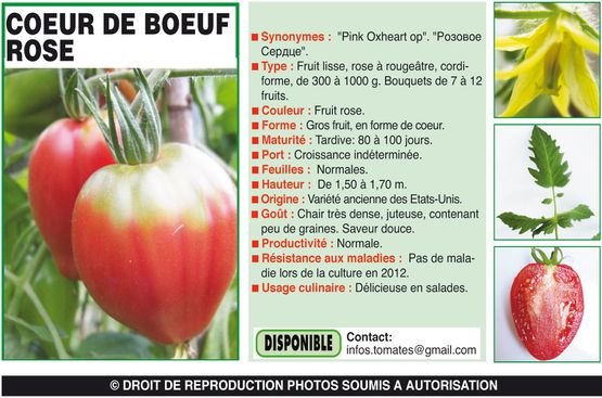 Tomate Cœur de Bœuf rose Oxheart délicieuse !