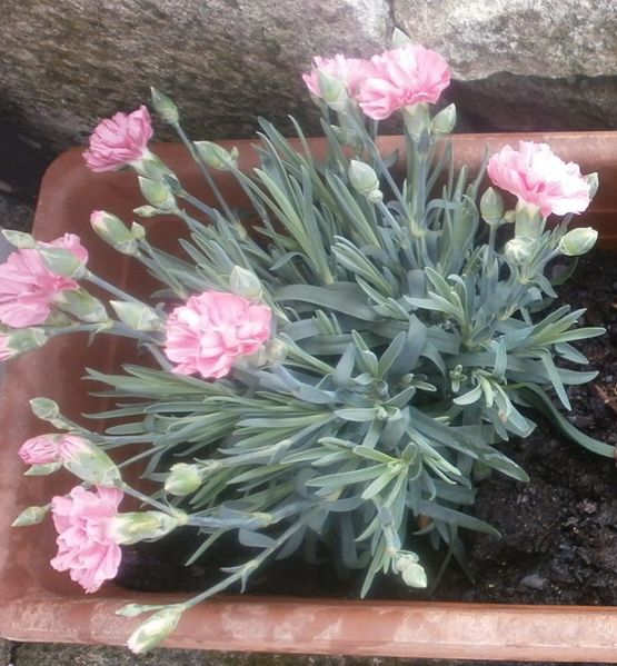 tour-jardin-2-avril-2013-104-copie-1.JPG