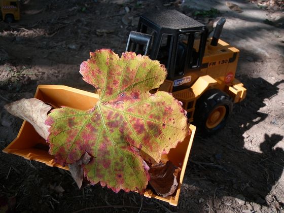 Grand Nettoyage d'Automne (2)