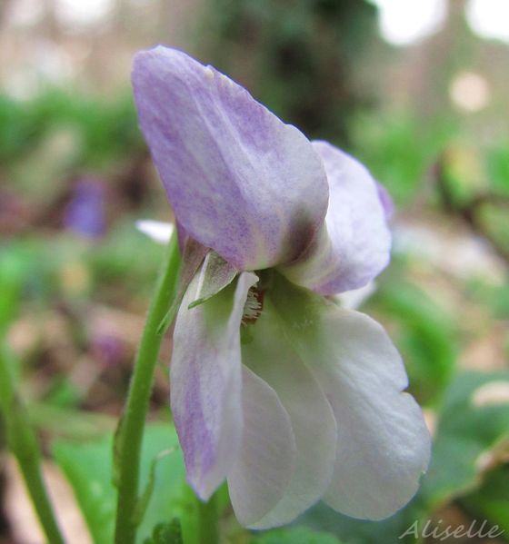 Violette-blanche-3-03-2010.jpg