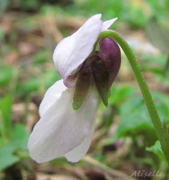 Violette--blanche-1-03-2010.jpg