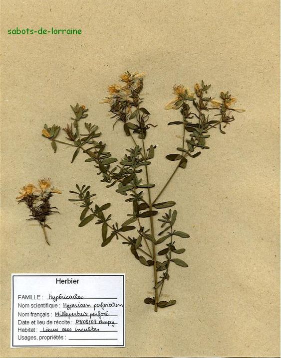 millepertuis (herbier)