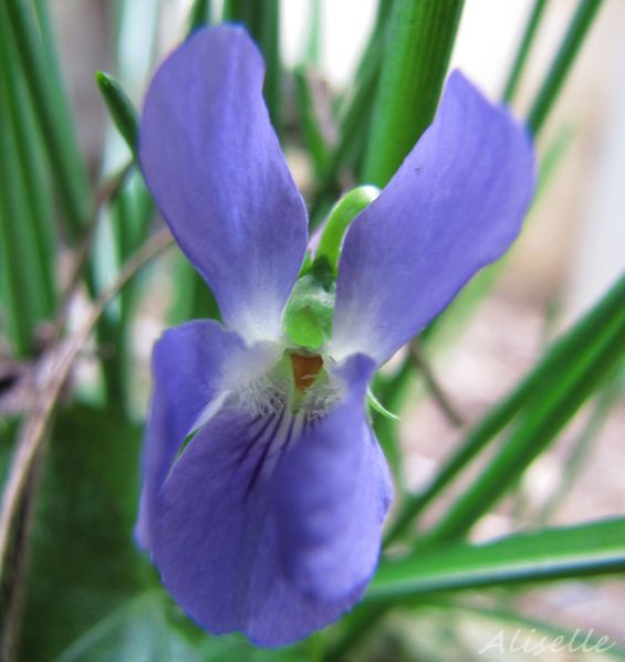 Violette-03-2010-f.jpg