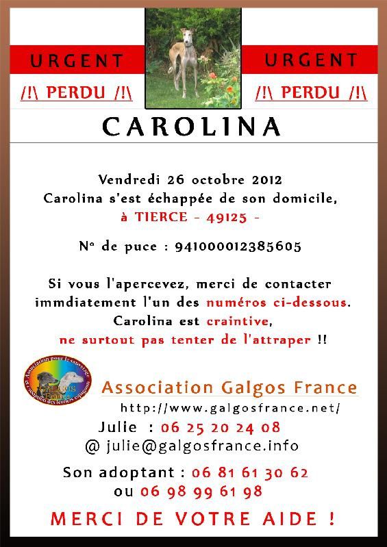 carolina-galgos-france.jpg