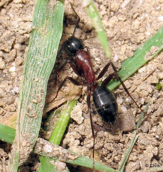 Ouvriere Camponotus ligniperda nature