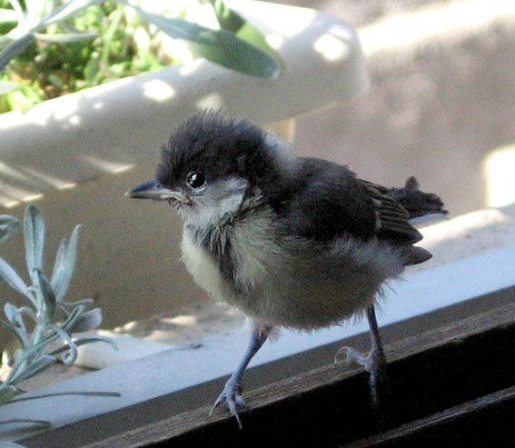 Oiseau