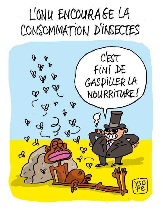 Manger-des-insectes-2_Ysope.jpg