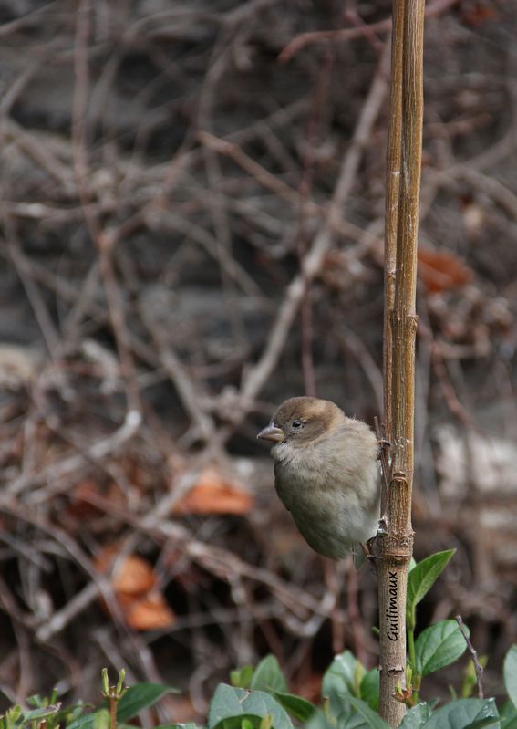 moineau-2.jpg