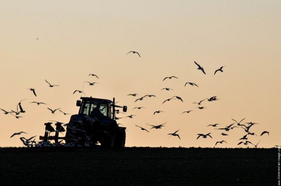 les-mouettes-et-le-laboureur.jpg