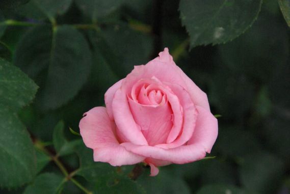 Photo-006