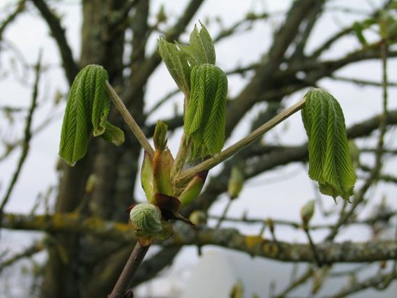 eclosion-feuilles