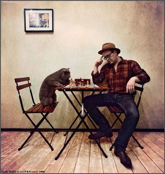 Chess Cat-