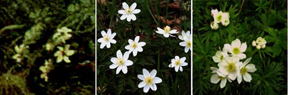anemone.jpg