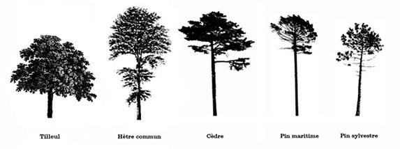 arbres_frise2.jpg