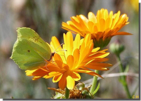 Citron-papillon---.jpg