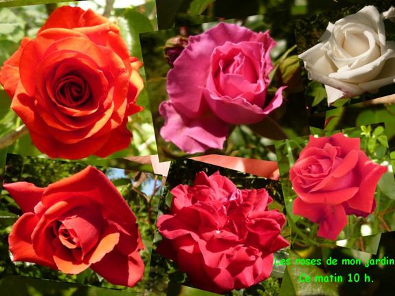 les-roses-de-mon-jardi-Mai-2012.jpg
