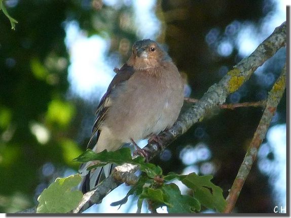 Pinson des arbres 17 Sept.2012