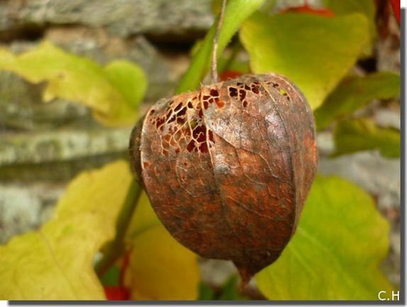 Physalis Alkekengi 1