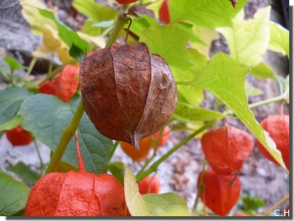 Physalis Alkekengi 2