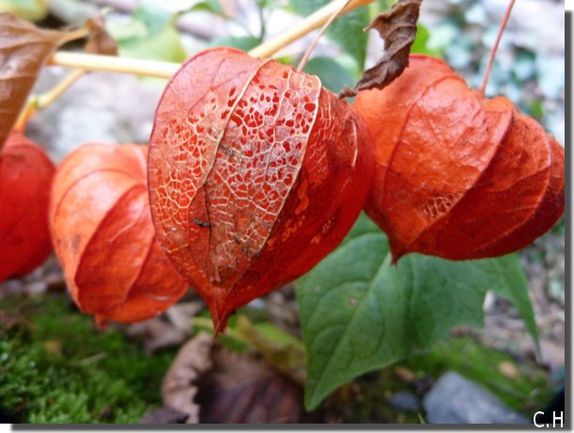 Physalis-Alkekengi-3.jpg