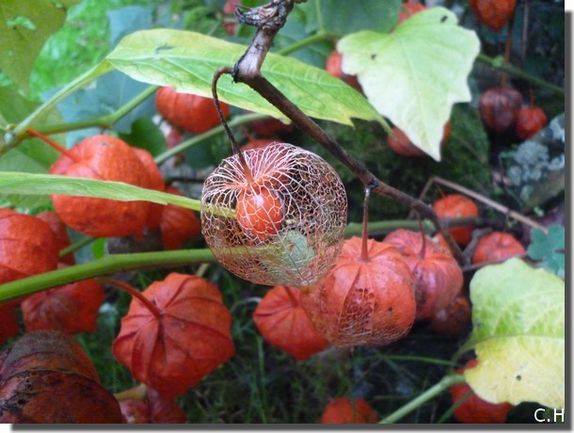 Physalis-Alkekengi-5.jpg