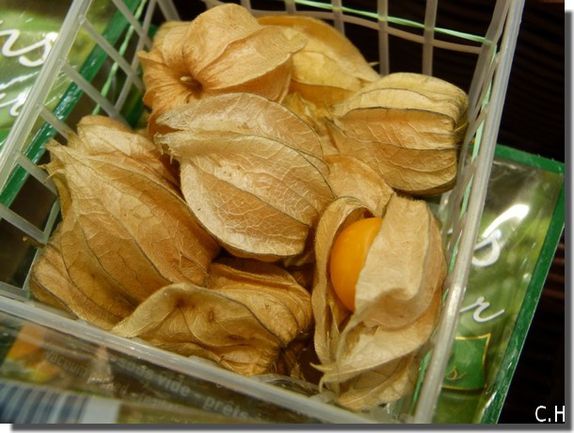 Physalis Comestible