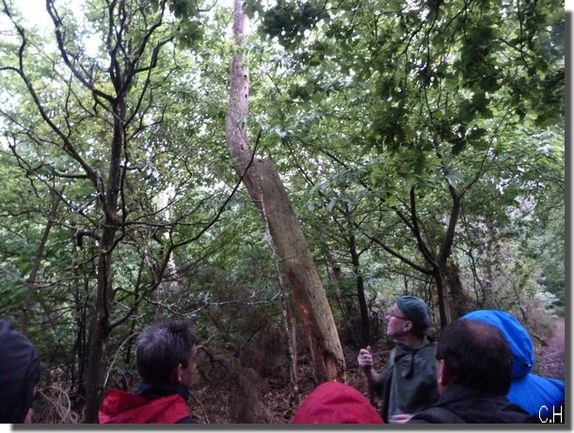 Engoulevent 7 Juin 2013 Arbres