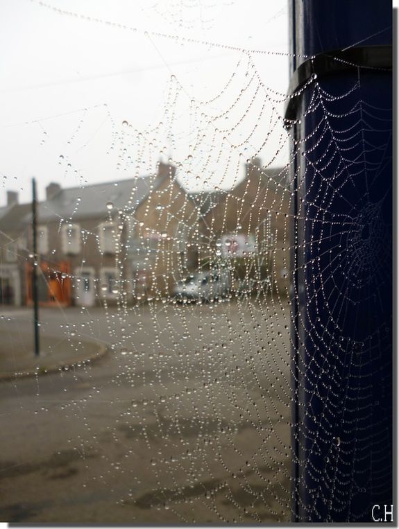 brouillard-19-Nov.2012.jpg