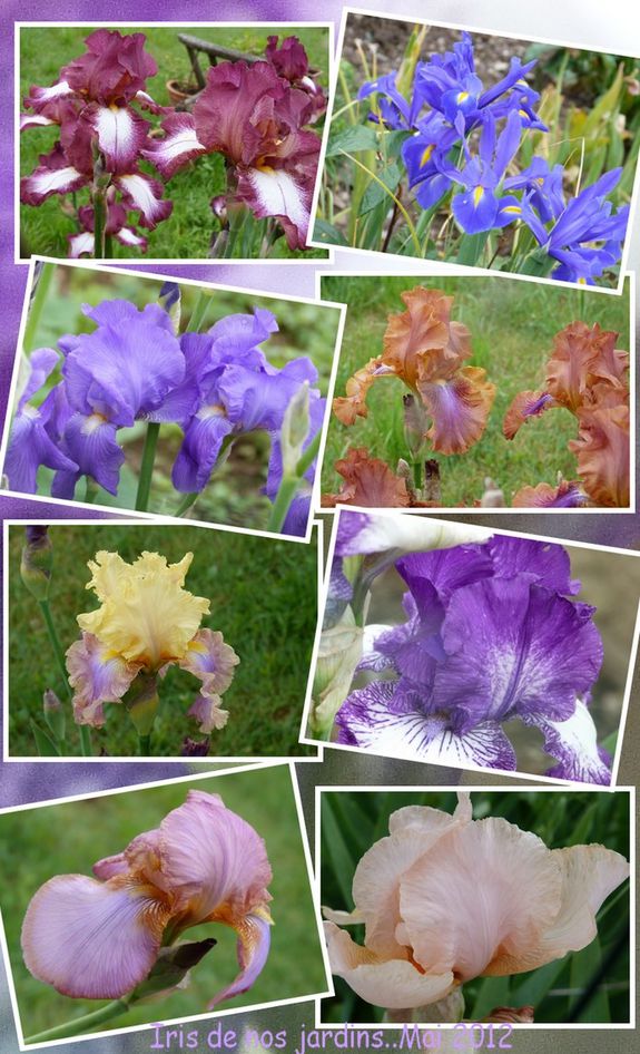 Iris-des-jardins-album.jpg