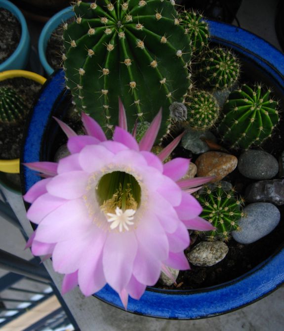 Fleur cactus blog - 4