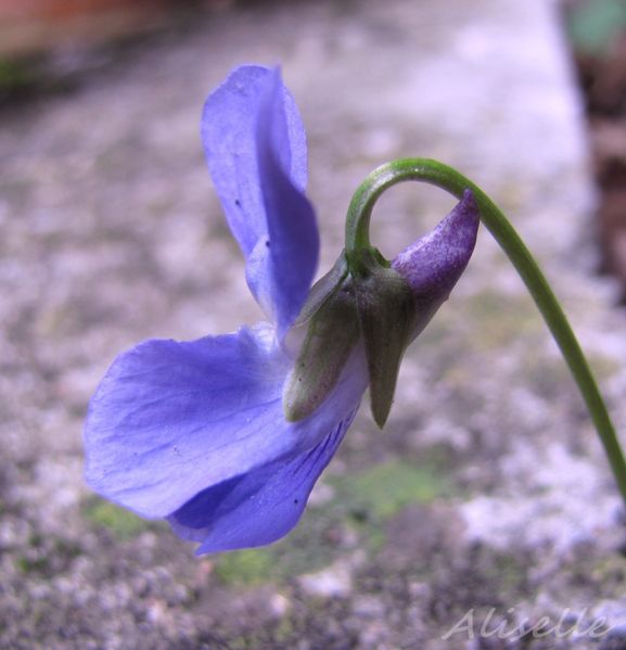 Violette-03-2010-c.jpg