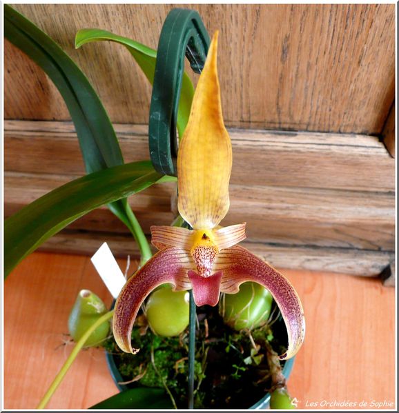 Bulbophyllum lobbii x Bulbophyllum dearei