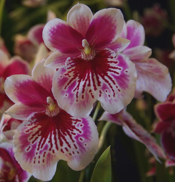 Orchidees-21.jpg
