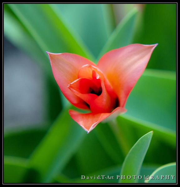 tulipe (4)