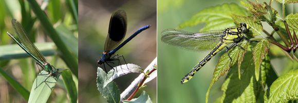 110419--20--montage-Calopteryx.jpg